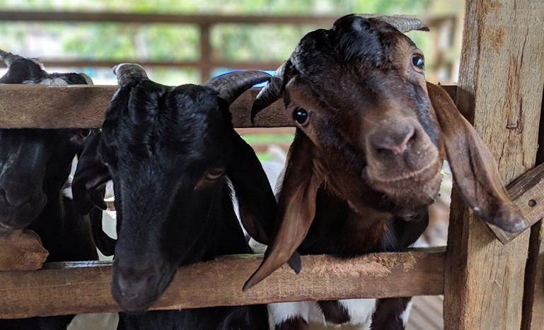 Farm-Day-Trip_SER_02